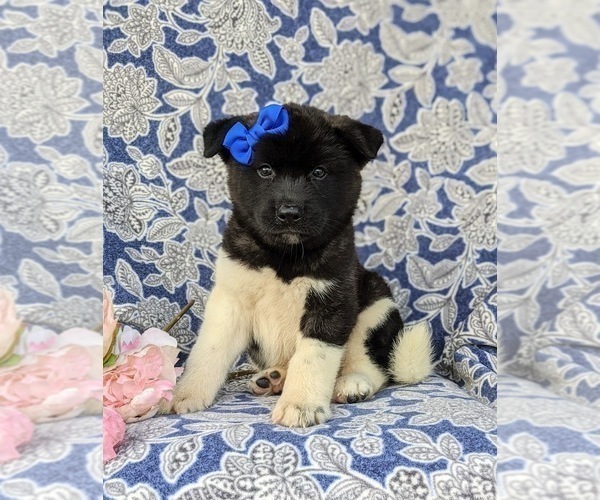 Medium Photo #1 Akita Puppy For Sale in AIRVILLE, PA, USA
