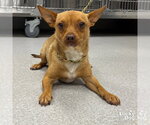 Small Chihuahua Mix