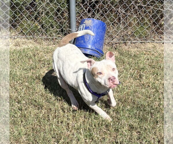 Medium Photo #4 Mutt Puppy For Sale in Glen Allen, VA, USA