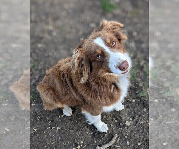 Medium Photo #5 Australian Shepherd Puppy For Sale in PAMPLIN, VA, USA