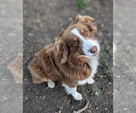 Small #4 Australian Shepherd