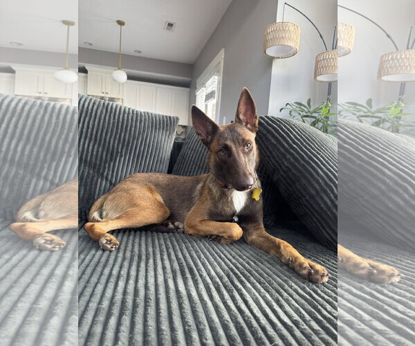 Medium Photo #2 Mutt Puppy For Sale in Sandy, UT, USA