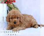 Small Photo #1 Goldendoodle (Miniature) Puppy For Sale in EPHRATA, PA, USA