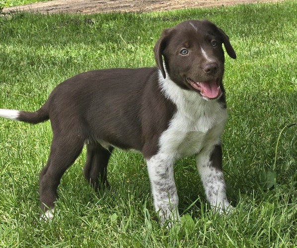 Medium Photo #1 Border Collie-German Shorthaired Pointer Mix Puppy For Sale in RICHLAND CENTER, WI, USA