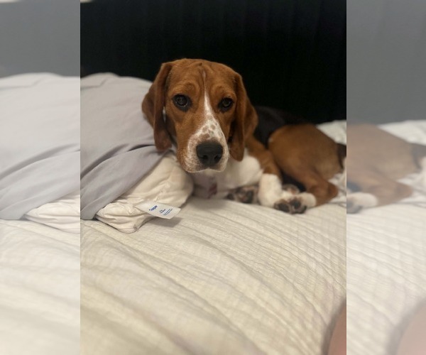 Medium Photo #4 Beagle Puppy For Sale in Las Vegas, NV, USA