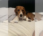 Small #3 Beagle
