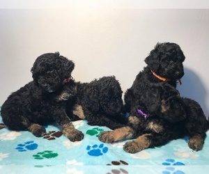Poodle (Standard) Puppy for sale in ELMWOOD, WI, USA