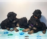Small Photo #1 Poodle (Standard) Puppy For Sale in ELMWOOD, WI, USA