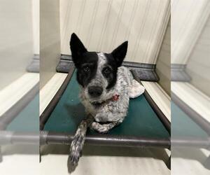 Australian Cattle Dog Dogs for adoption in Bakersfield, CA, USA