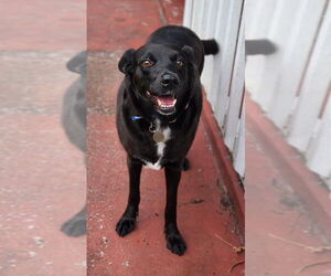 Labrador Retriever-Unknown Mix Dogs for adoption in oakland, FL, USA