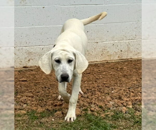 Medium Photo #11 Akbash-Anatolian Shepherd Mix Puppy For Sale in Higley, AZ, USA