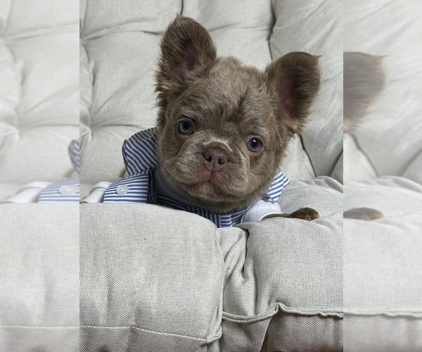 Medium Photo #4 French Bulldog Puppy For Sale in MC GRAW, NY, USA
