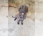 Small Photo #1 Mastiff Puppy For Sale in ALERT, IN, USA