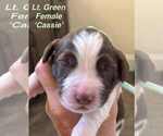 Puppy Puppy 5 English Springer Spaniel