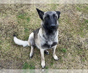 Mutt Dogs for adoption in Riverside, CA, USA