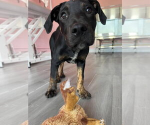 Cane 2026 - Male Mutt Dog for Adoption - Photo #2