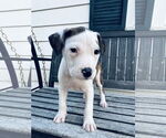 Small #1 American Bulldog-Labrador Retriever Mix