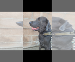Small Photo #1 Labrador Retriever Puppy For Sale in SANTA MARIA, CA, USA