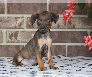 Pinny-Poo Puppy for sale in FREDERICKSBG, OH, USA