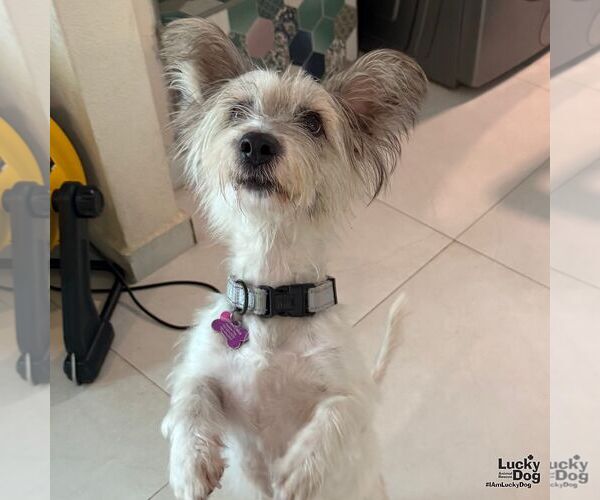 Medium Photo #3 Mutt Puppy For Sale in Washington, DC, USA