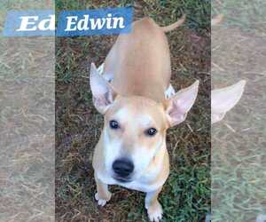 Retriever -Unknown Mix Dogs for adoption in Woodbury, NY, USA