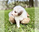 Small #8 Miniature Australian Shepherd