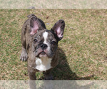 Puppy 4 French Bulldog