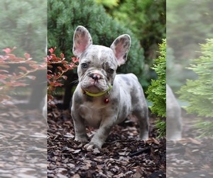 French Bulldog Puppy for sale in BLOOMINGDALE, IL, USA