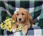 Small Photo #4 Golden Retriever Puppy For Sale in OXFORD, PA, USA