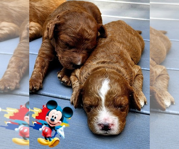 Medium Photo #5 Golden Retriever-Poodle (Toy) Mix Puppy For Sale in TOPEKA, KS, USA