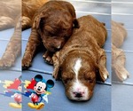 Small #1 Golden Retriever-Poodle (Toy) Mix