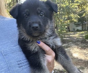 German Shepherd Dog Puppy for sale in BRANDON, MS, USA