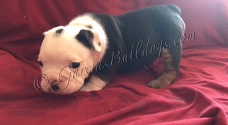 Bulldog Puppy for sale in BELL GARDENS, CA, USA