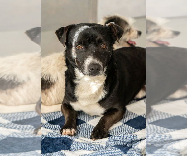 Medium Photo #3 Chihuahua Puppy For Sale in Studio City, CA, USA