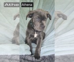 Small #12 Cane Corso