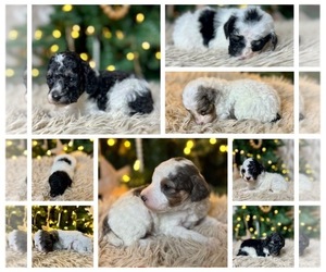 Poodle (Miniature) Puppy for sale in STRATHCONA, MN, USA