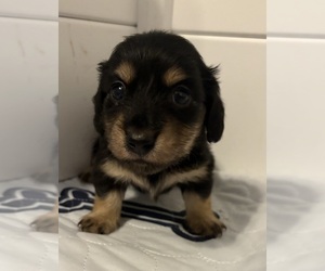 Dachshund Puppy for sale in CHARLOTTESVILLE, VA, USA