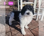 Small #2 Poodle (Miniature)