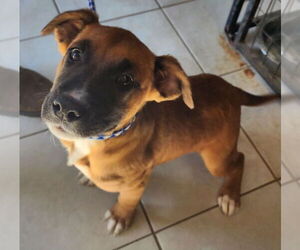 Boxer-Unknown Mix Dogs for adoption in Evansville, IN, USA