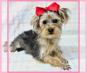 Morkie Puppy for sale in TAYLOR, TX, USA