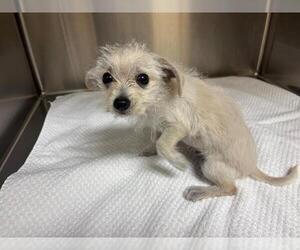 Cairn Terrier-Unknown Mix Dogs for adoption in Orange, CA, USA