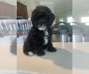 Poodle (Toy) Litter for sale in LITHIA, FL, USA