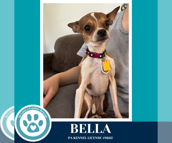 Medium Photo #2 Chihuahua Puppy For Sale in Kimberton, PA, USA