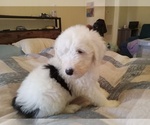 Puppy Hyacinth Sheepadoodle