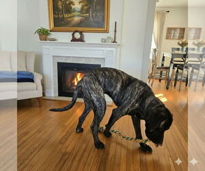 Bruno - Male Mastiff Dog for Adoption - Photo #3