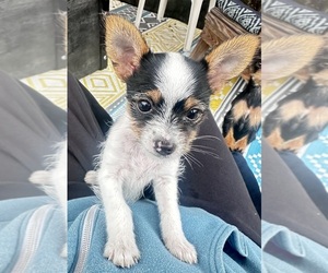 Chorkie Puppy for sale in SOUTH BEND, IN, USA