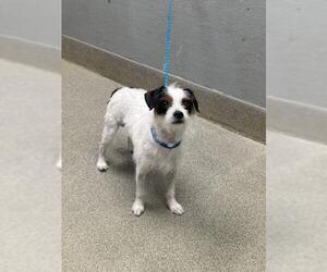 Mutt Dogs for adoption in Las Vegas, NV, USA