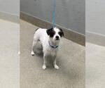 Small Mutt
