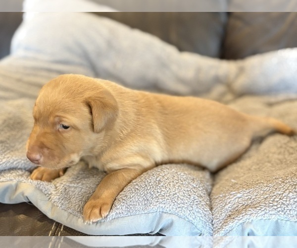 Medium Photo #7 Labrador Retriever Puppy For Sale in LEASBURG, MO, USA
