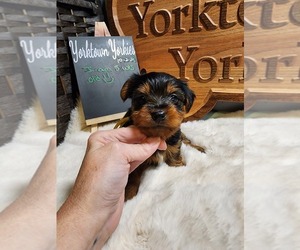 Yorkshire Terrier Puppy for sale in BELLEVILLE, IL, USA